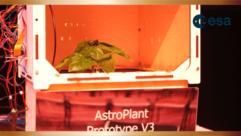 Conocer la forma en que las plantas realizan la fotosíntesis ayudará a los astronautas del futuro