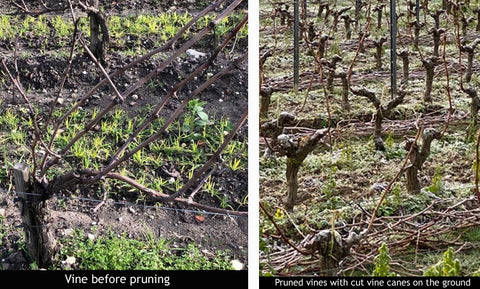 Vine with multiple branches before pruning and after pruning with just two branches.