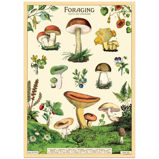 Mushrooms Fungi Chart Vintage Style Poster