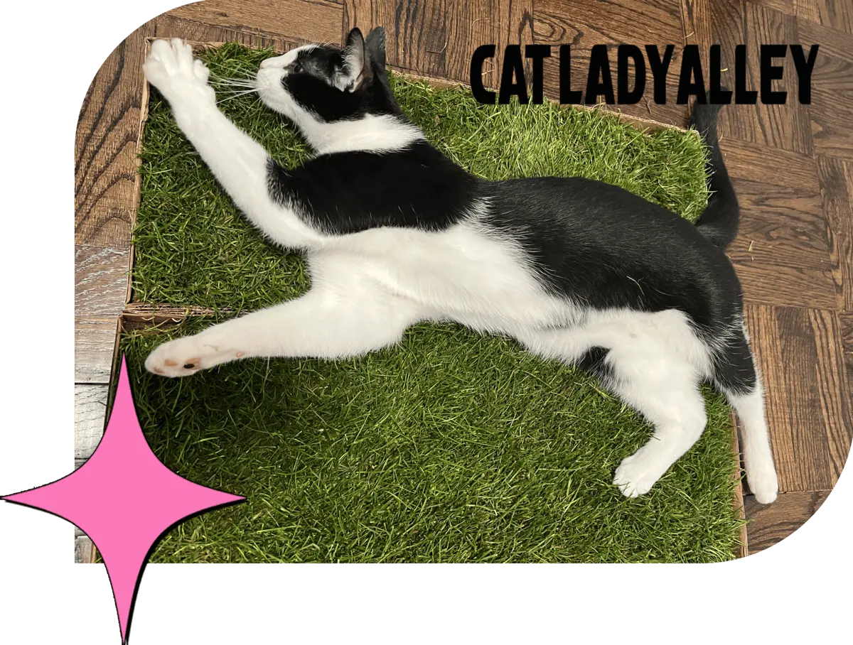 2cat.webp__PID:76bb49ea-bd93-4ca6-b1cf-4f18572c6f00