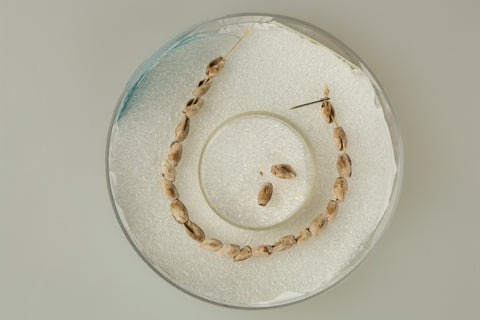 String of Ancillaria shells