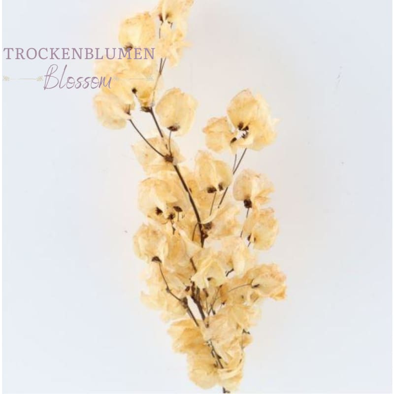 Flores de secado Bougainvillea - Flor de perforación | Beige |  DRIEDFLUMEN-BLOSSOM – TROCKENBLUMEN BLOSSOM