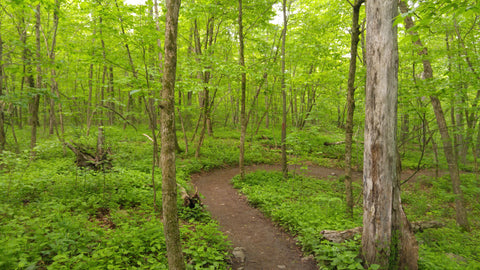 Middlesex Fells Reservation - Photo from singletracks.com