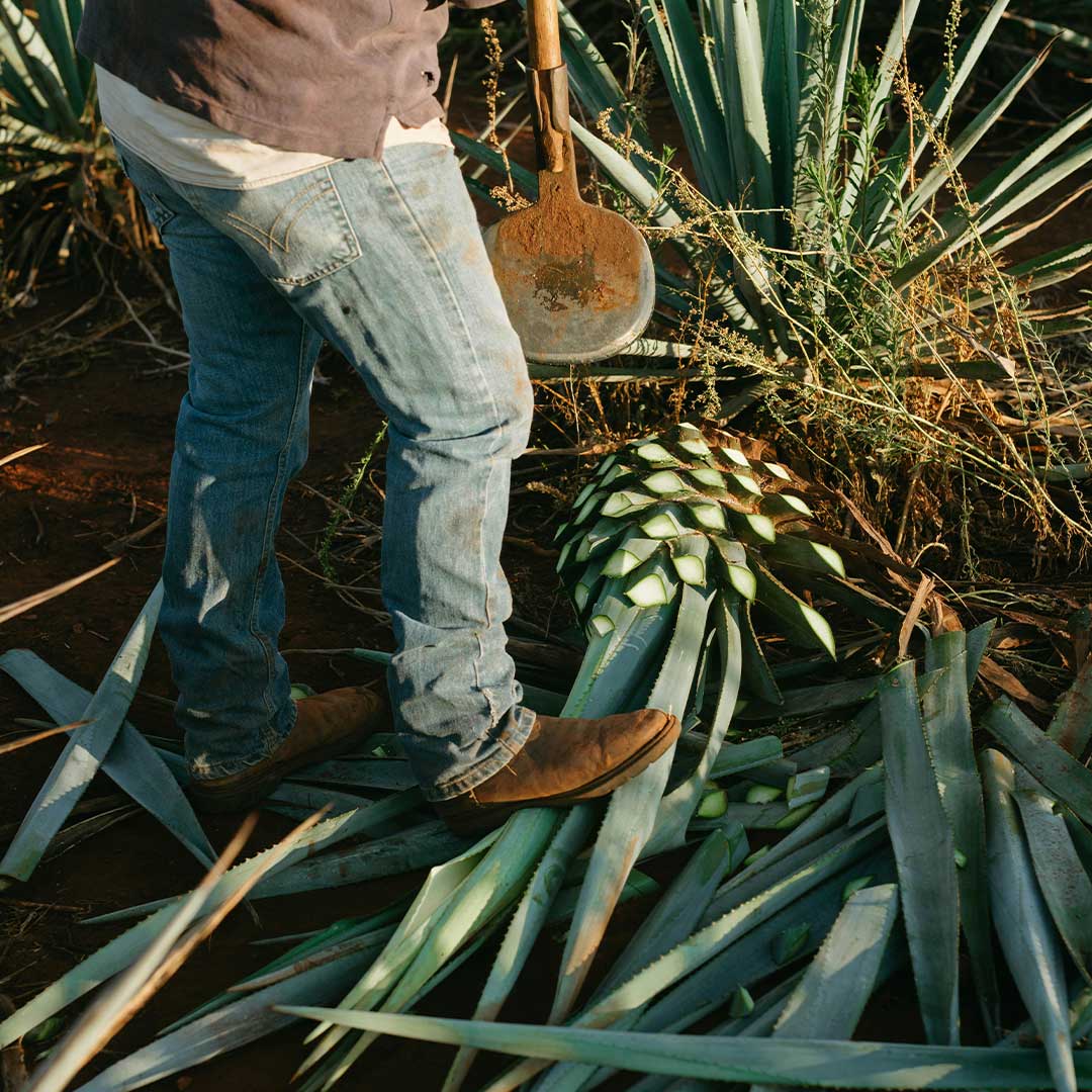 square-sierra-tequila-2.jpg__PID:8a66764c-4431-4cf9-b46a-bf70201665d0