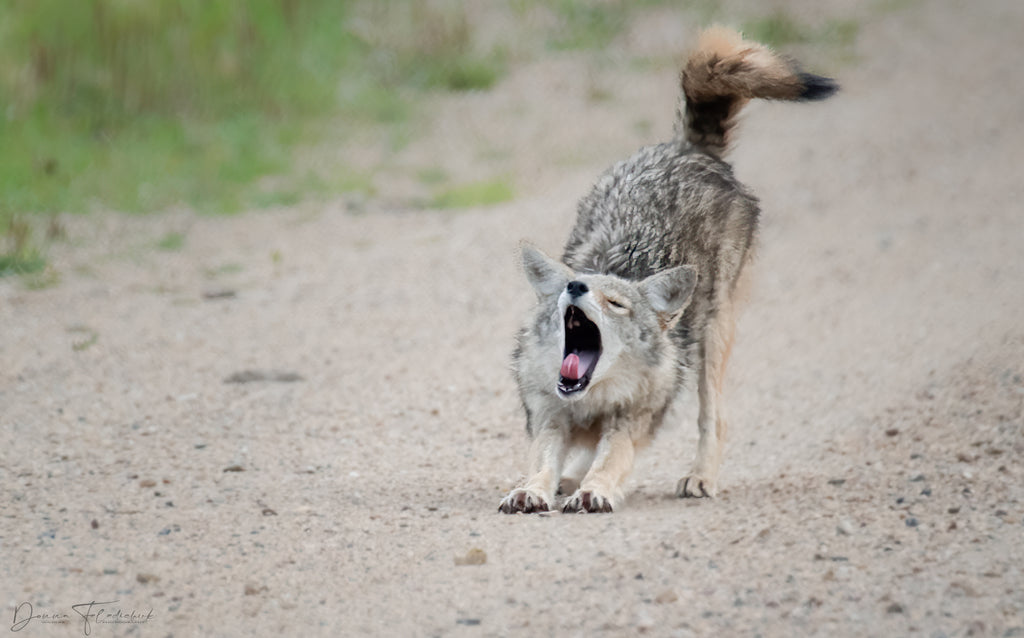 coyote stretching