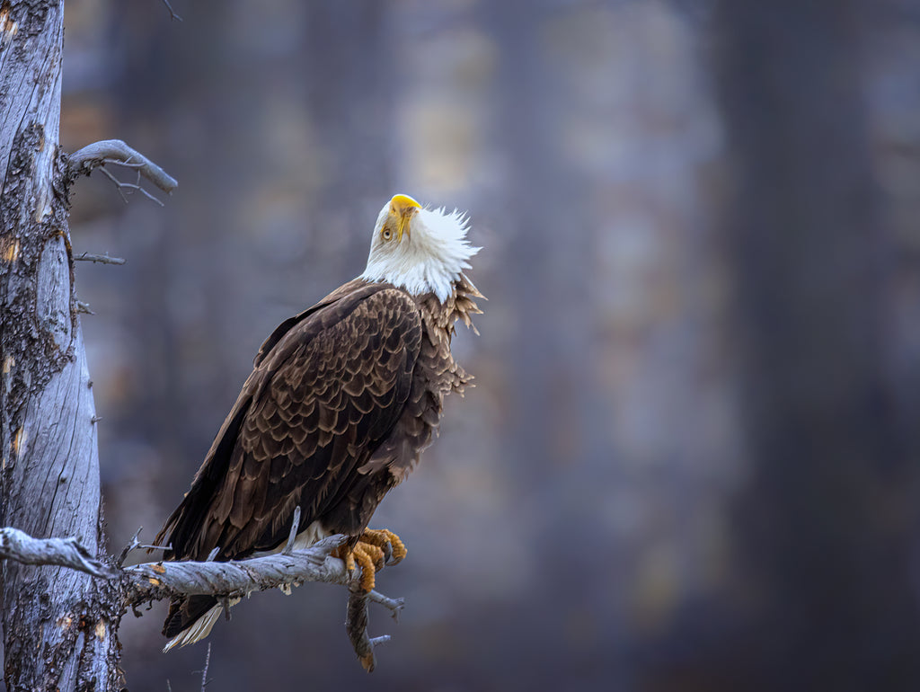 eagle by nest photo