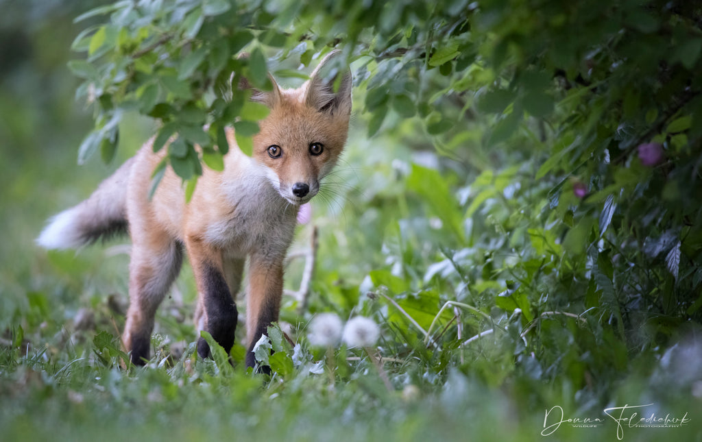 Fine art wildlife photography of a red fox kit
