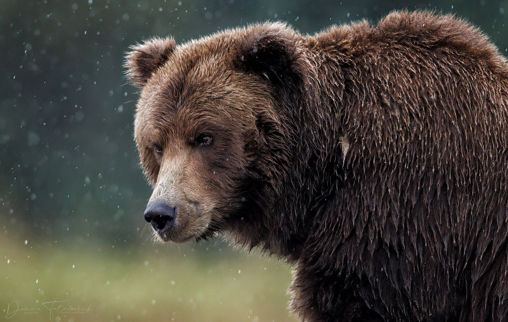 brown bear image