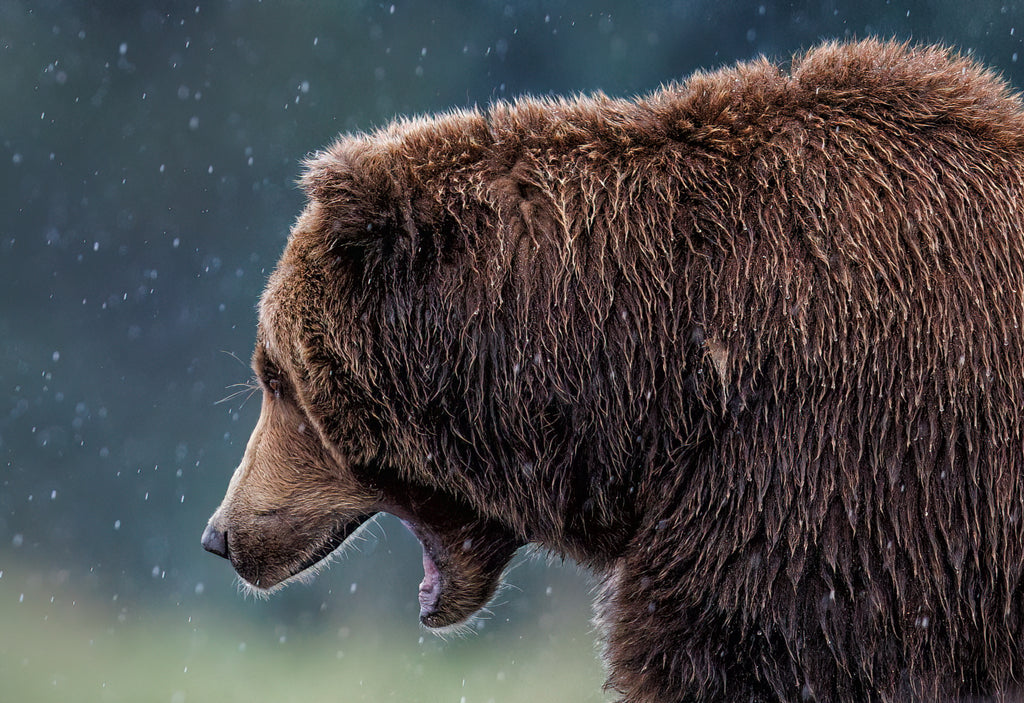 bear close up