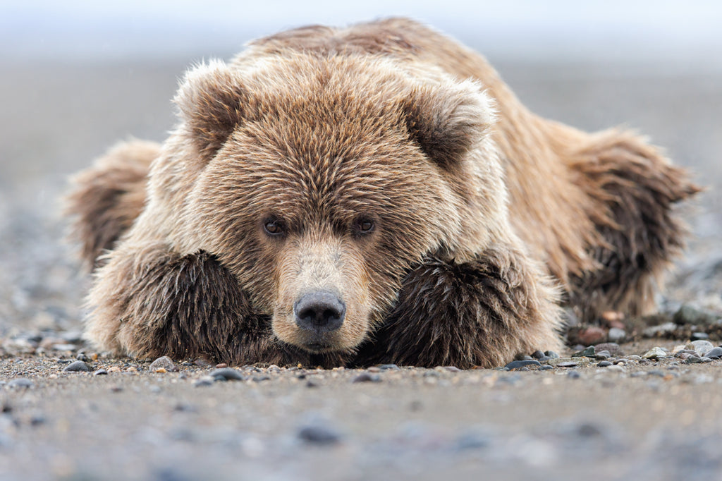 bear cub laying on the beach