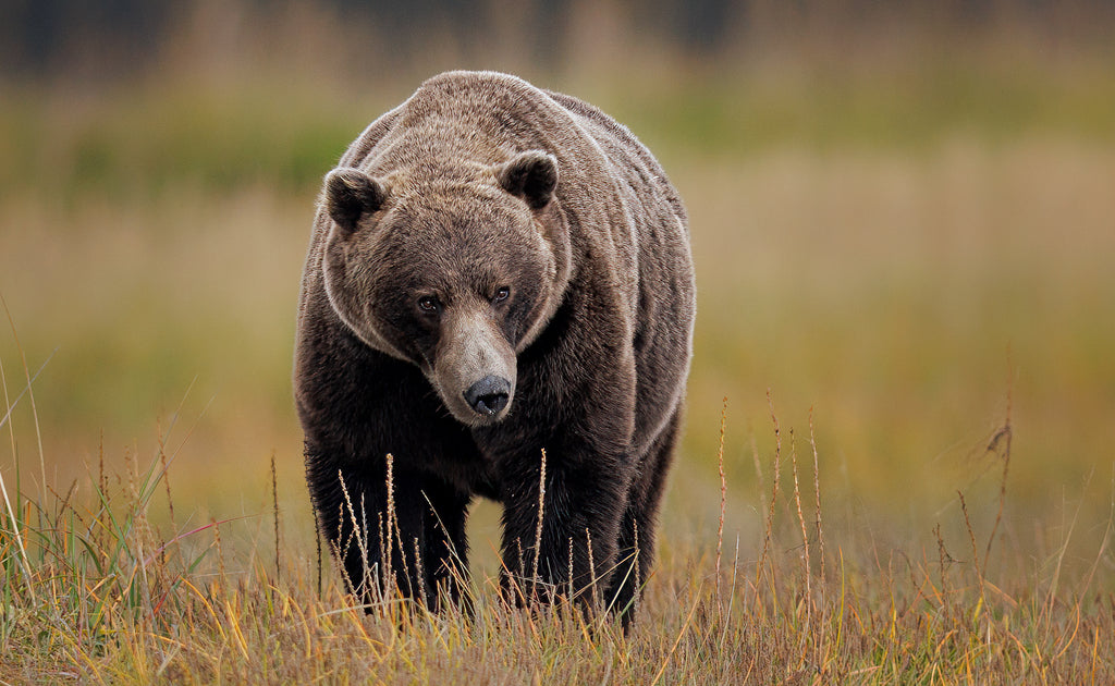 male brown bear Alaska