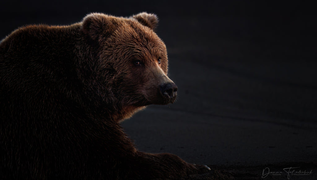 brown bear golden light photo