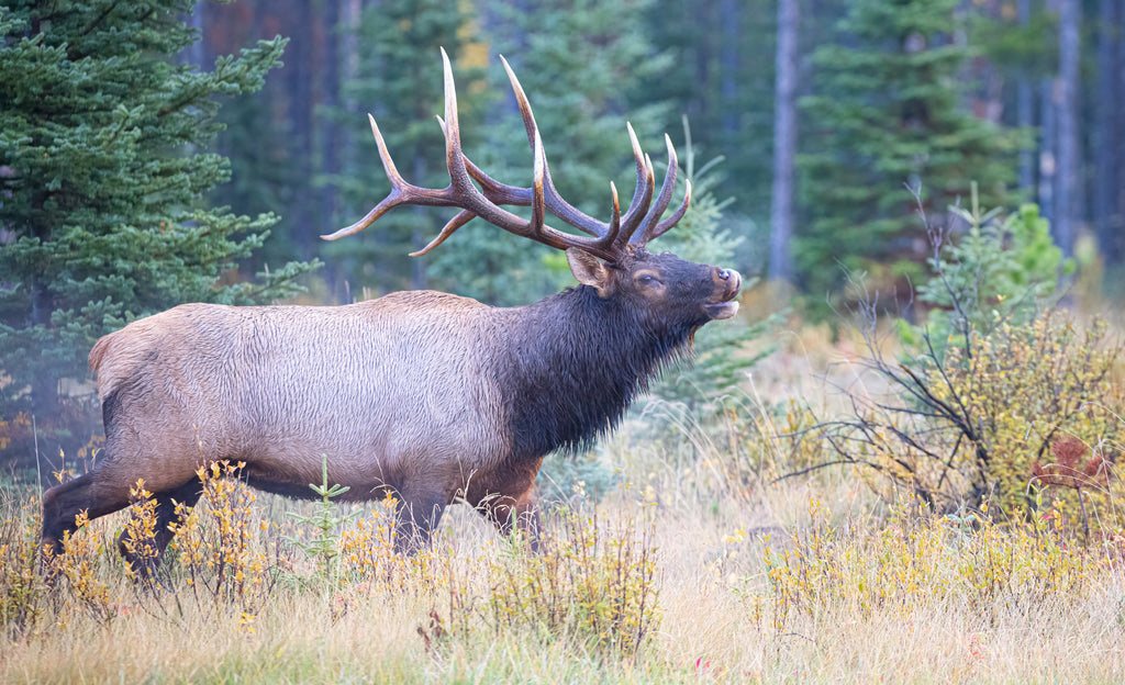 Elk in trees