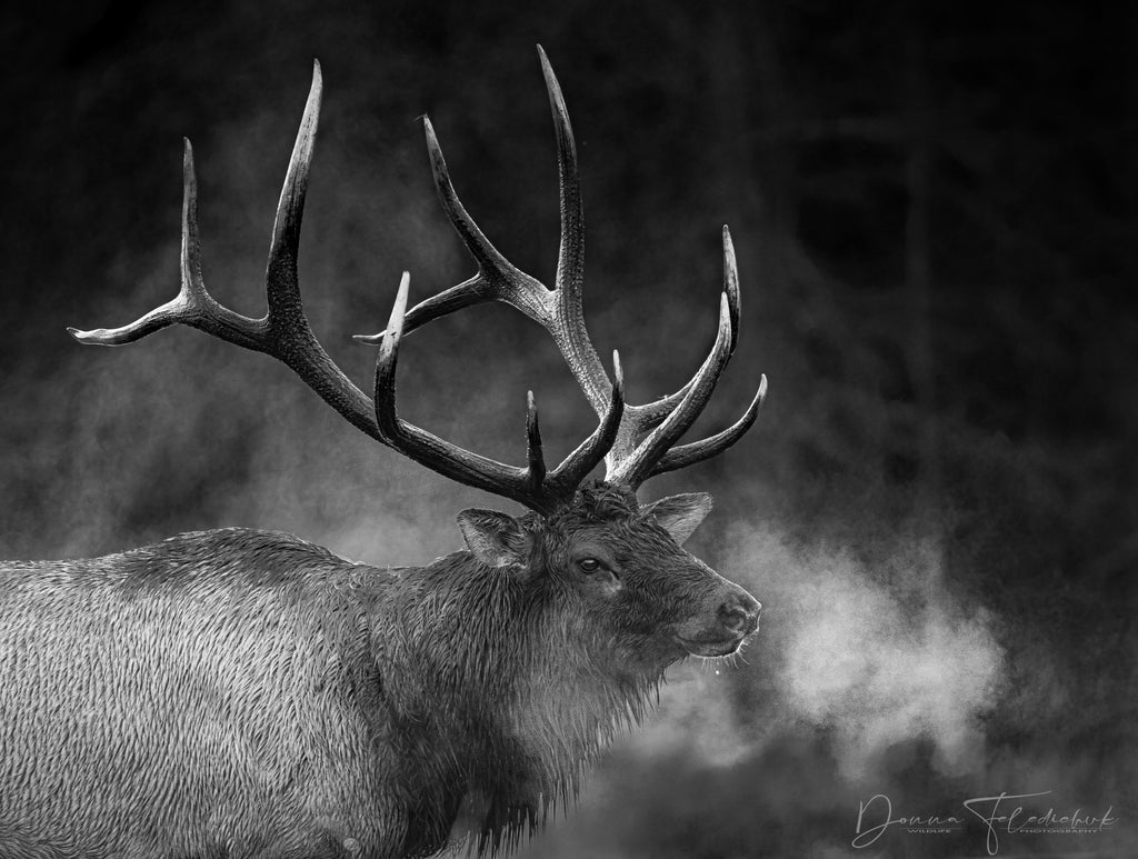 Elk in early morning converted to B&W