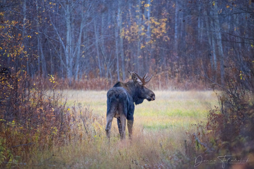 Moose in fall colors