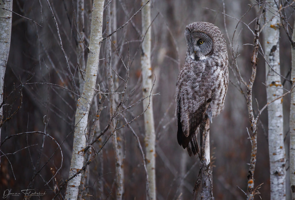 A great gray owl in the forest