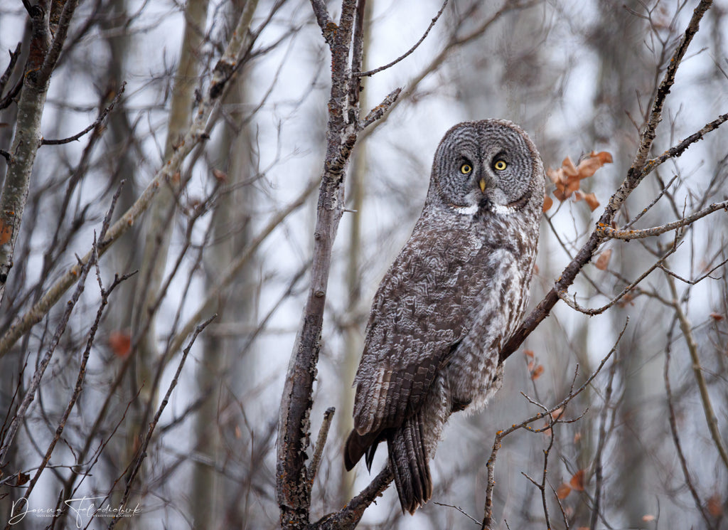 owl on forest edge