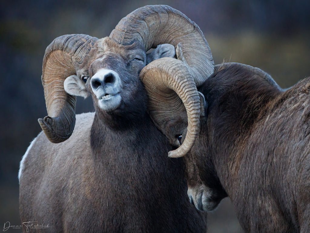 bighorn ram during rut