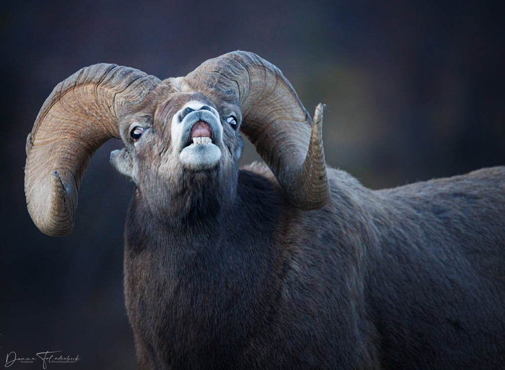 Bighorn calling females