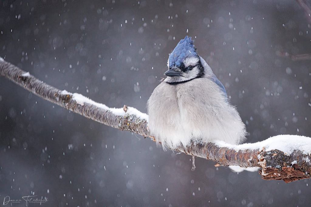 blue jay on a snowy day