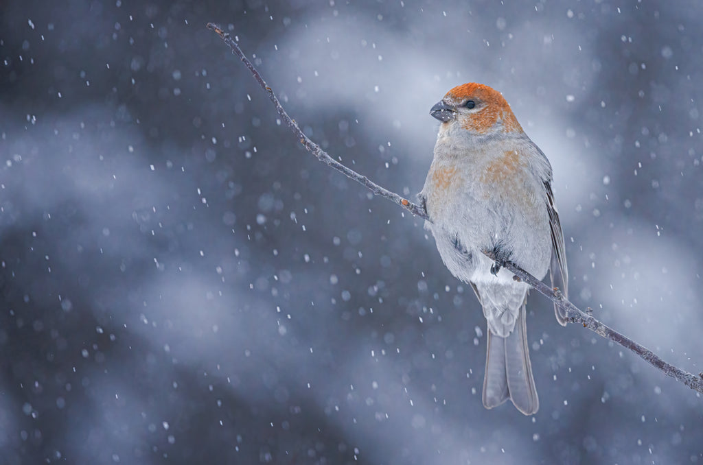 pine grosbeaks in the snow