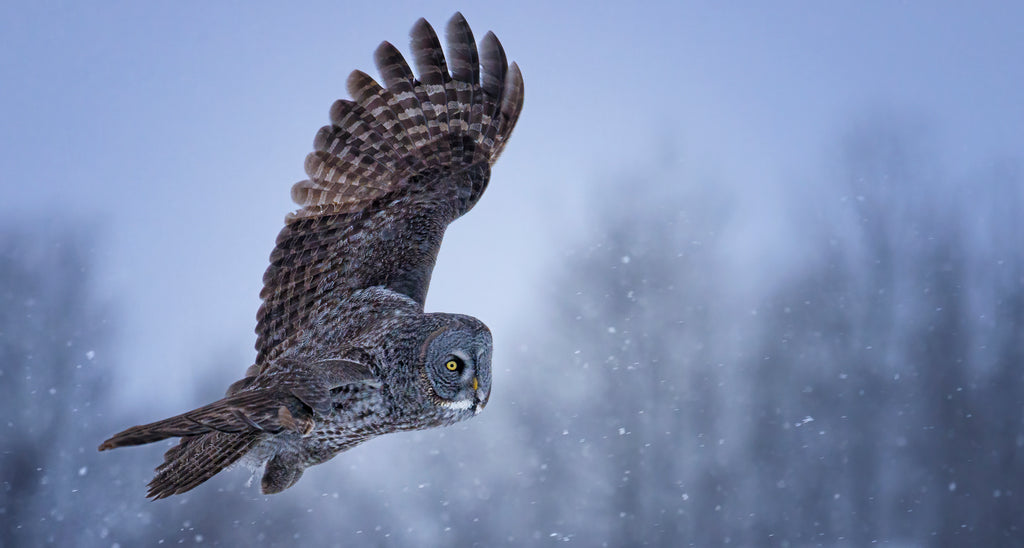 Fine art photography image of a Great gray owl hunting during the daylight on a snowy day