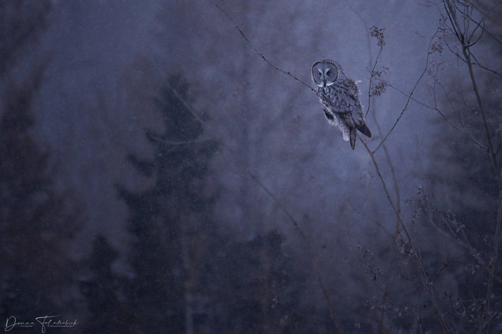 owl hunting at night
