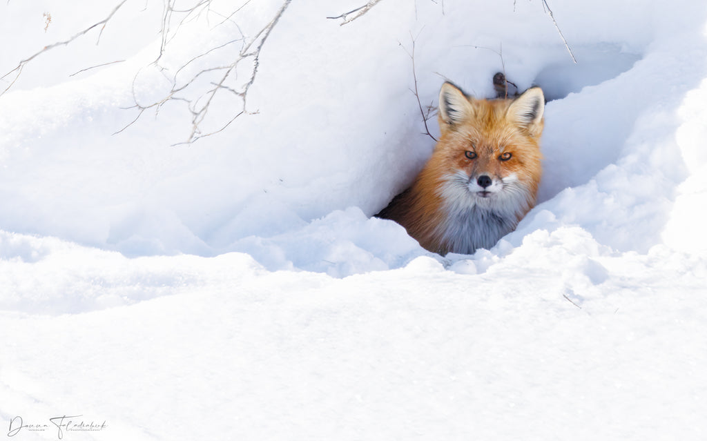 red fox in snow cave