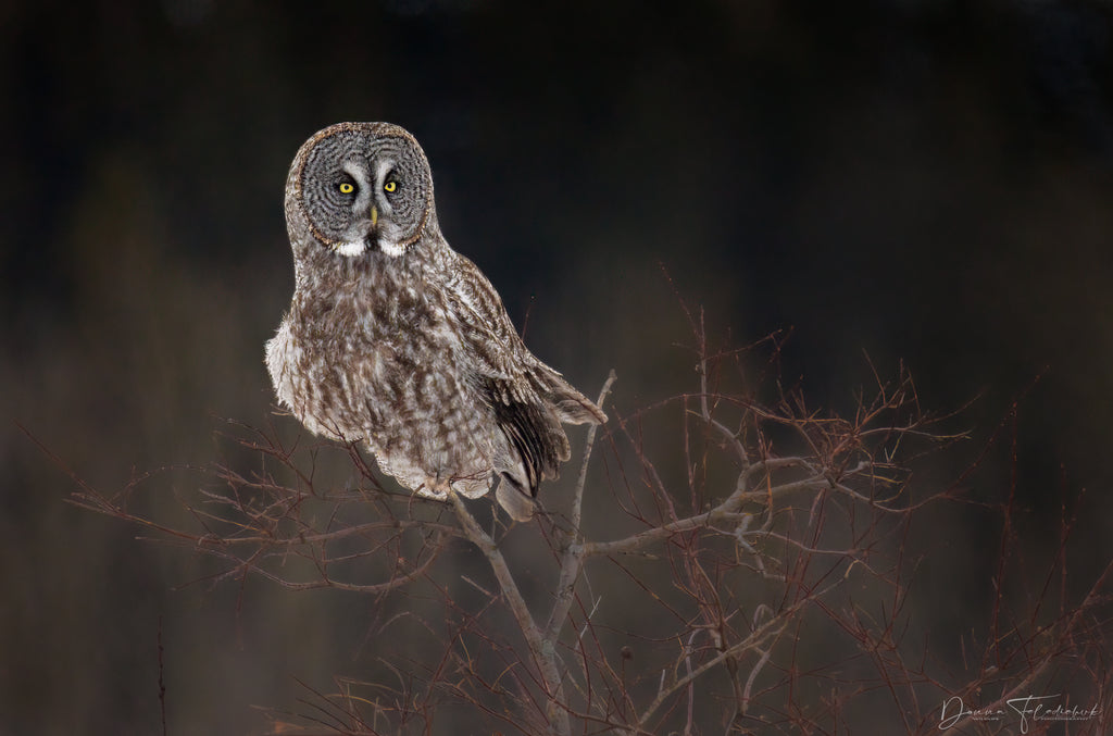 Great gray owl on tree