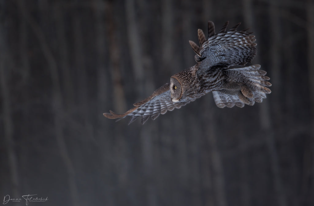 Great gray owl in flight