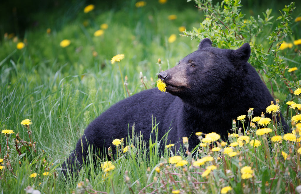 black bear