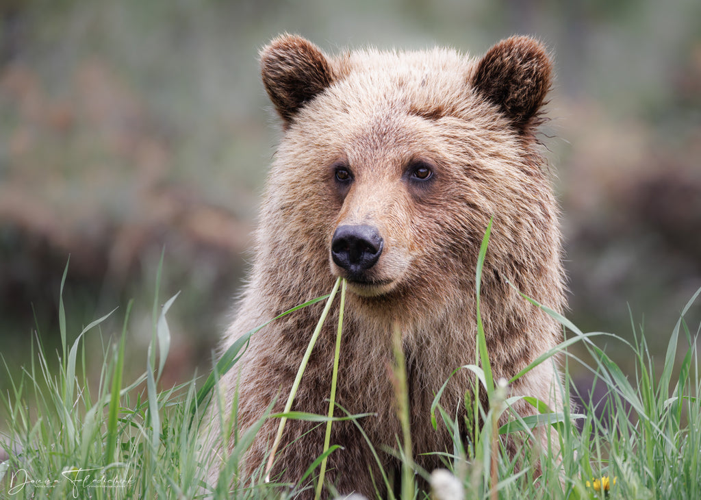 photo of a grizzly cub