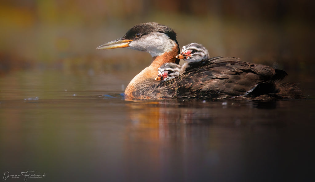 A red necked grebe family