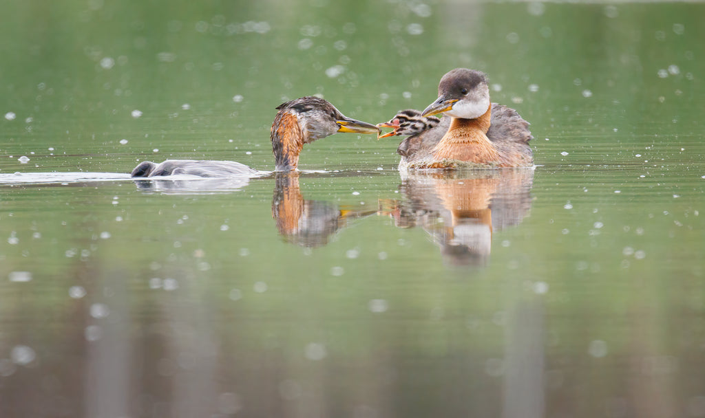 red necked grebe