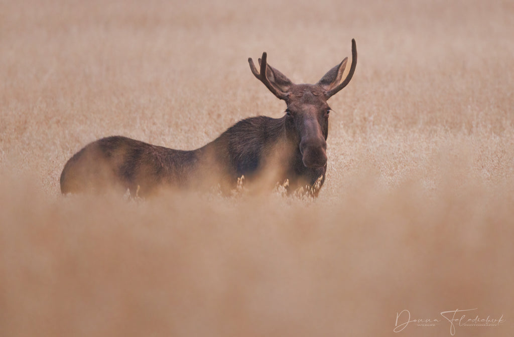 photo of a moose in a field 