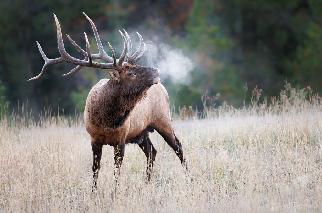 elk in fall