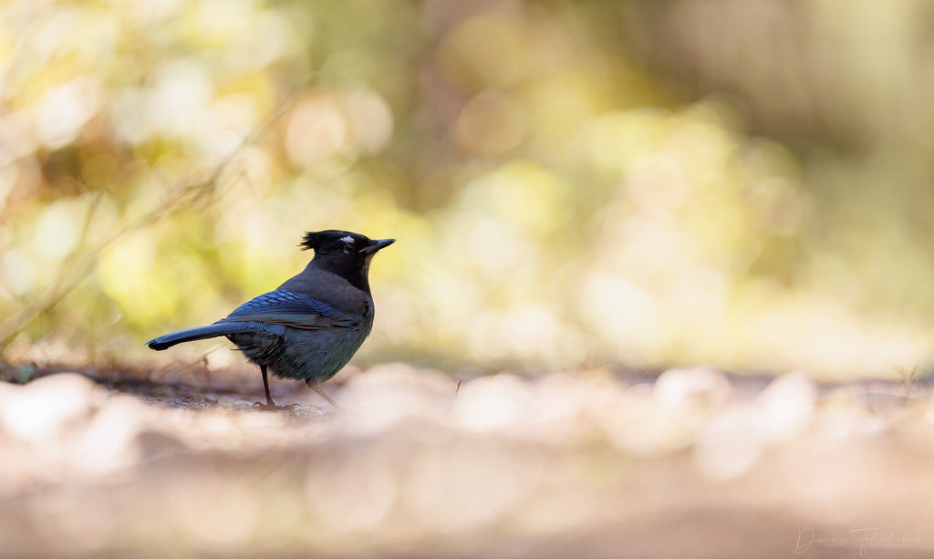 stellar jay