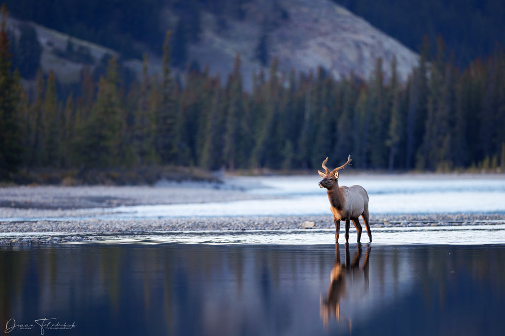 elk in the river fine art photography