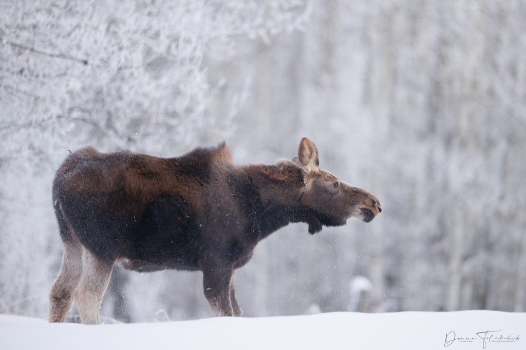 moose shaking