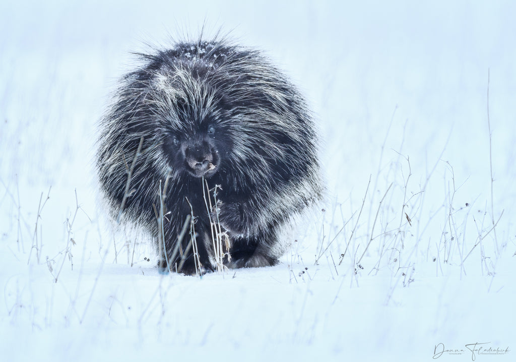 porcupine from the front photo