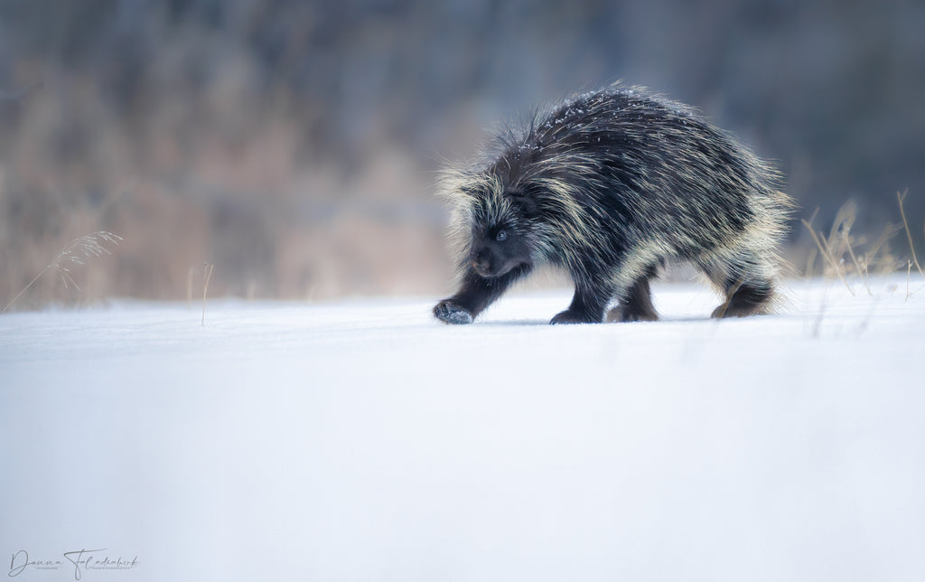 porcupine different habitat