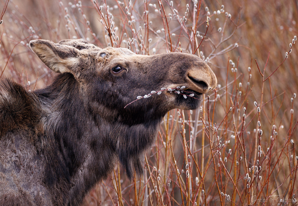 moose in willow