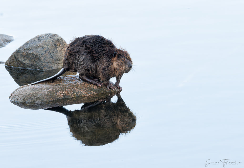 Beaver on rock image