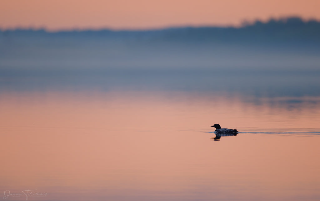 loon at sunset