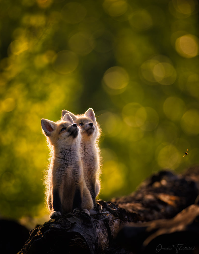 fox kits looking up