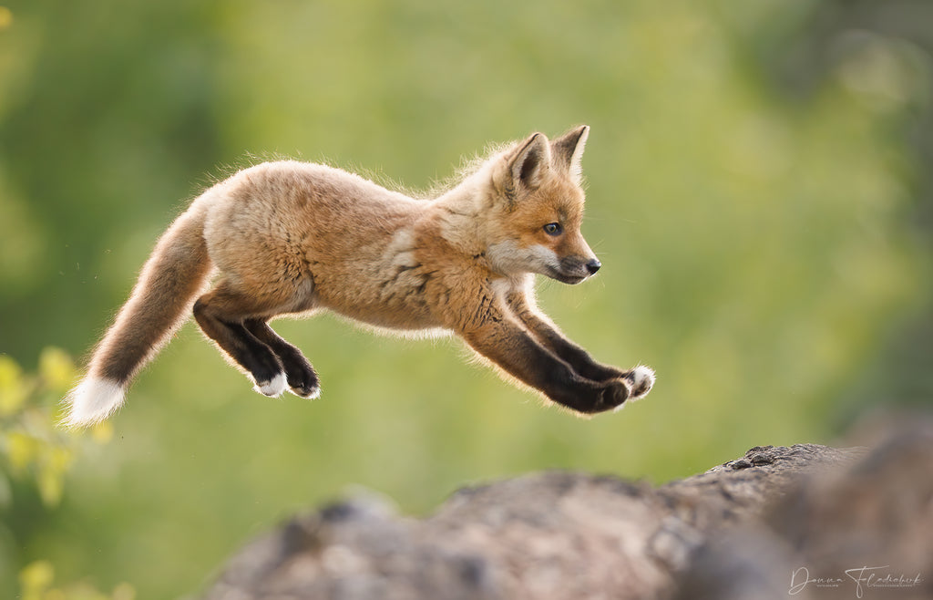 fox jumping