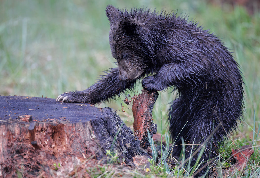grizzly cub ripping wood from a stump