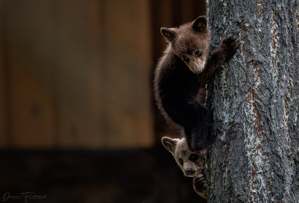 grizzly cubs