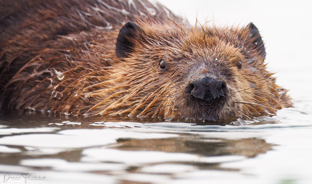 A beaver surfaces from the water