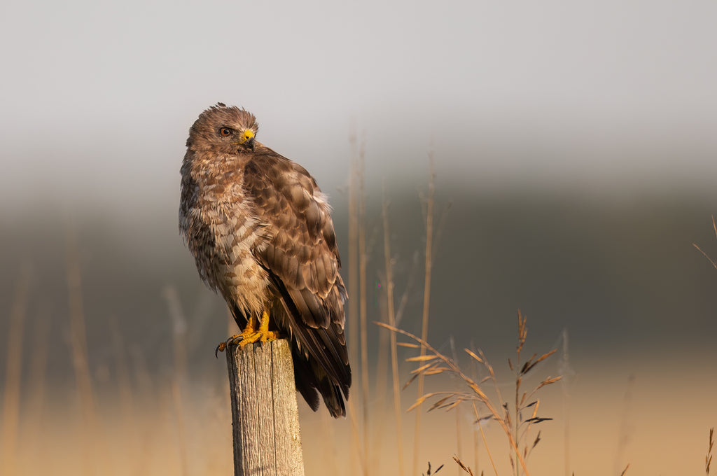 broad winged hawk